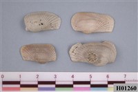 藏品(魁蛤)的圖片